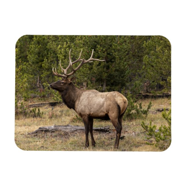 Bull Elk Yellowstone National Park, Wyoming Magnet (Horisontell)