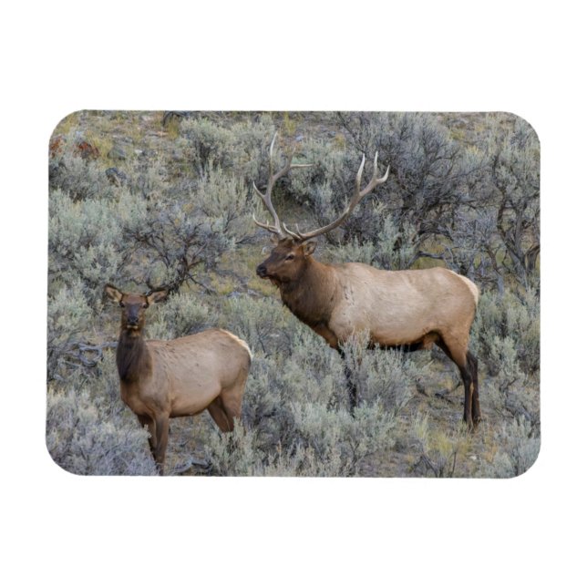 Bull Elk | Yellowstone National Park, Wyoming Magnet (Horisontell)