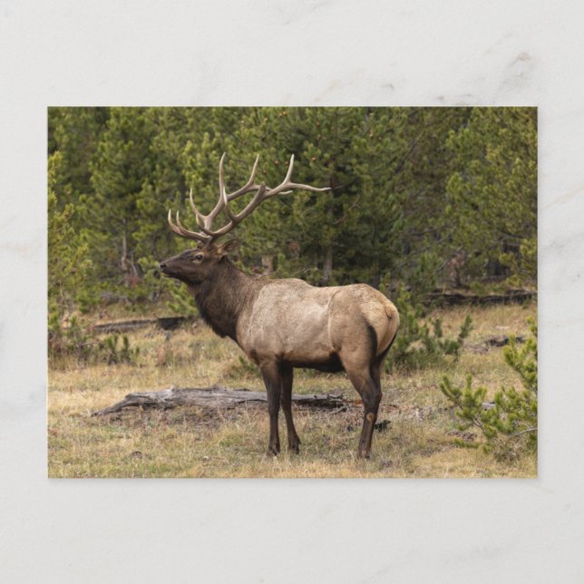 Bull Elk Yellowstone National Park, Wyoming Vykort (Framsida)