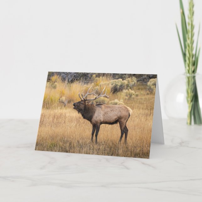 Bull Elk | Yellowstone nationalpark Kort (Framsida)