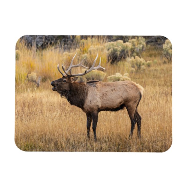 Bull Elk | Yellowstone nationalpark Magnet (Horisontell)