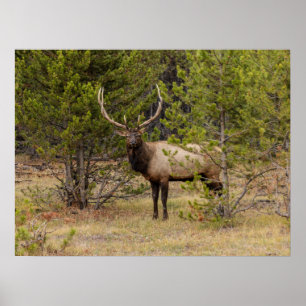 Bull Elk   Yellowstone nationalpark Poster
