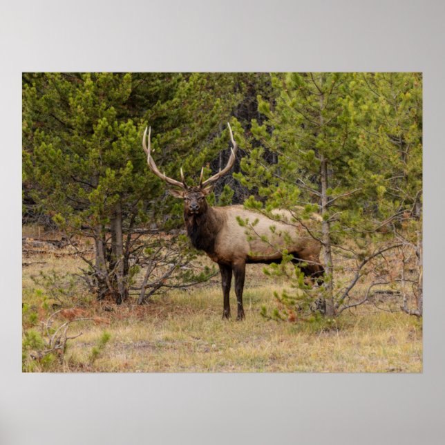 Bull Elk | Yellowstone nationalpark Poster (Framsidan)