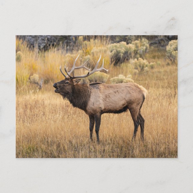 Bull Elk | Yellowstone nationalpark Vykort (Framsida)