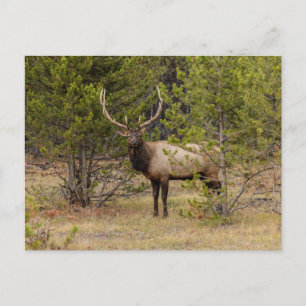 Bull Elk Yellowstone nationalpark Vykort