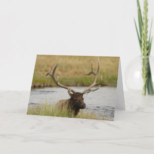 Bull Elk Yellowstone - tackkort