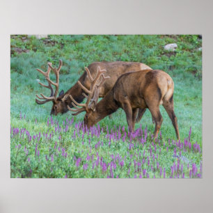 Bull Elks Rocky Mountain National Park, Colorado Poster