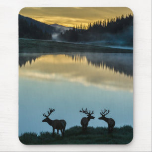 Bull Elks Silhouetted Poudre Sjö Sunrise Musmatta