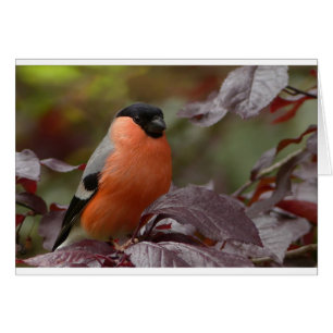 Bull Finch Hälsningskort