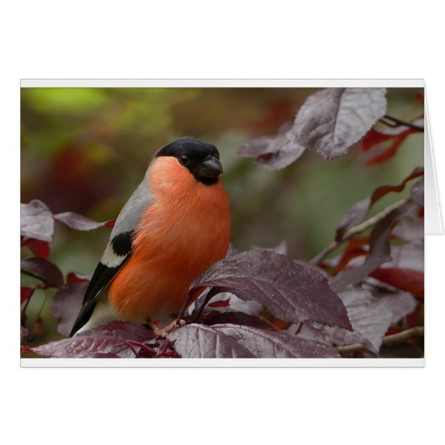 Bull Finch Hälsningskort (Framsidan Horizontal)