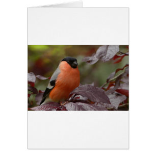 Bull Finch Hälsningskort