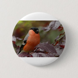 Bull Finch Knapp