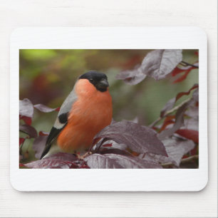 Bull Finch Musmatta