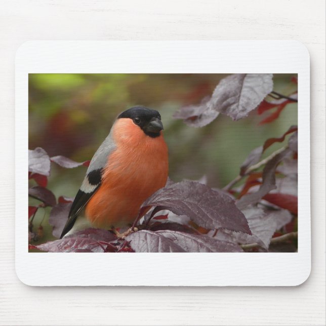 Bull Finch Musmatta (Framsidan)