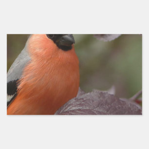 Bull Finch Rektangulärt Klistermärke