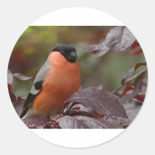 Bull Finch Runt Klistermärke