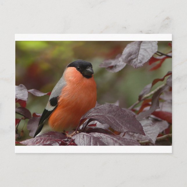 Bull Finch Vykort (Framsida)