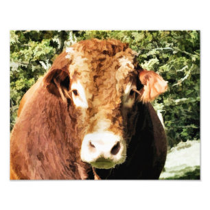 BULL FOTOTRYCK