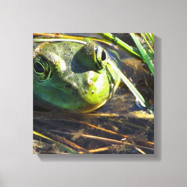 Bull Frog Ansikte Wrapped Canvas (Framsida)