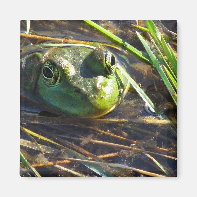 Bull Frog Magnet (Framsidan)