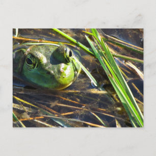 Bull Frog Postcard Vykort