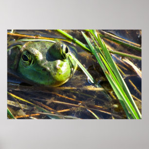 Bull Frog Poster