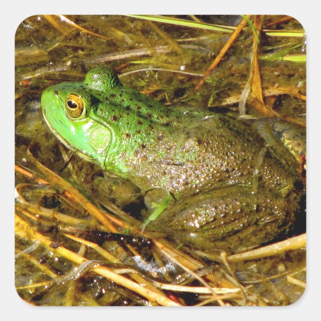 Bull Frog Stickers Fyrkantigt Klistermärke (Framsida)