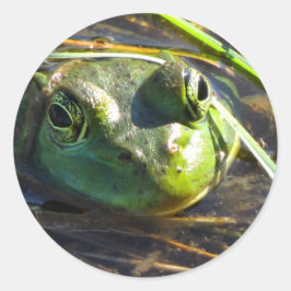 Bull Frog Stickers Runt Klistermärke