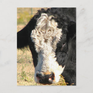 Bull Handsome Vykort