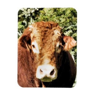 BULL MAGNET
