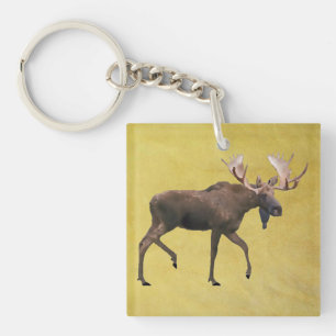 Bull Moose