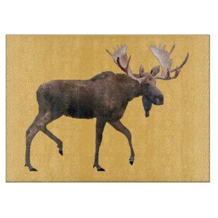 Bull Moose