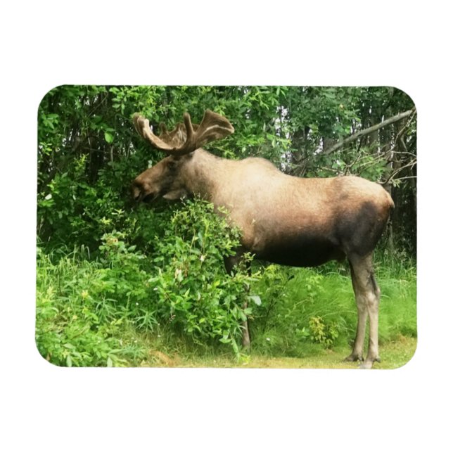 Bull Moose 3 tum x 4 tum Flexible Photo Magnet (Horisontell)