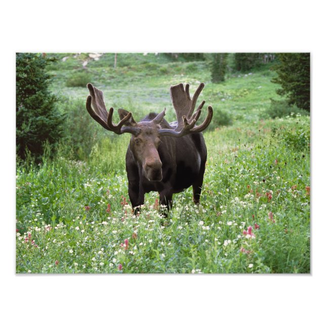Bull moose Alces alces) i vilda blommor, Fototryck (Framsidan)