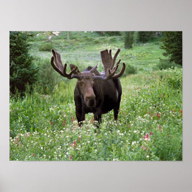 Bull moose Alces alces) i vilda blommor, Poster (Framsidan)