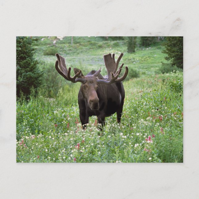 Bull moose Alces alces) i vilda blommor, Vykort (Framsida)