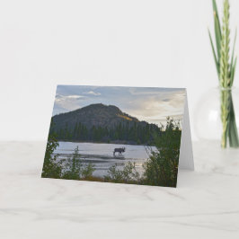Bull Moose at Sprague Sjö, Colorado, Dawn Card Kort