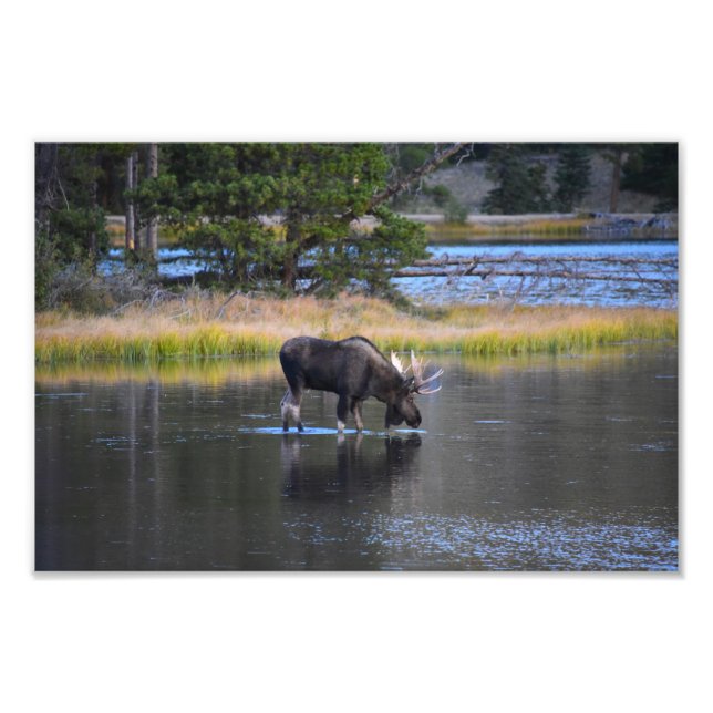 Bull Moose Drinking in Sprague Sjö, Colorado Fototryck (Framsidan)