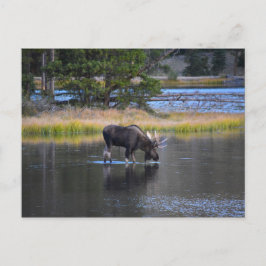 Bull Moose Drinking in Sprague Sjö, Colorado Vykort