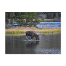 Bull Moose Drinking in Sprague Sjö, Colorado