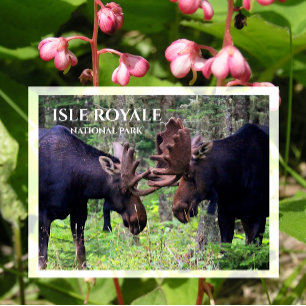 Bull Moose Duel, Isle Royale Vykort