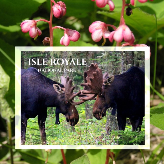 Bull Moose Duel, Isle Royale Vykort (Skapare uppladdad)