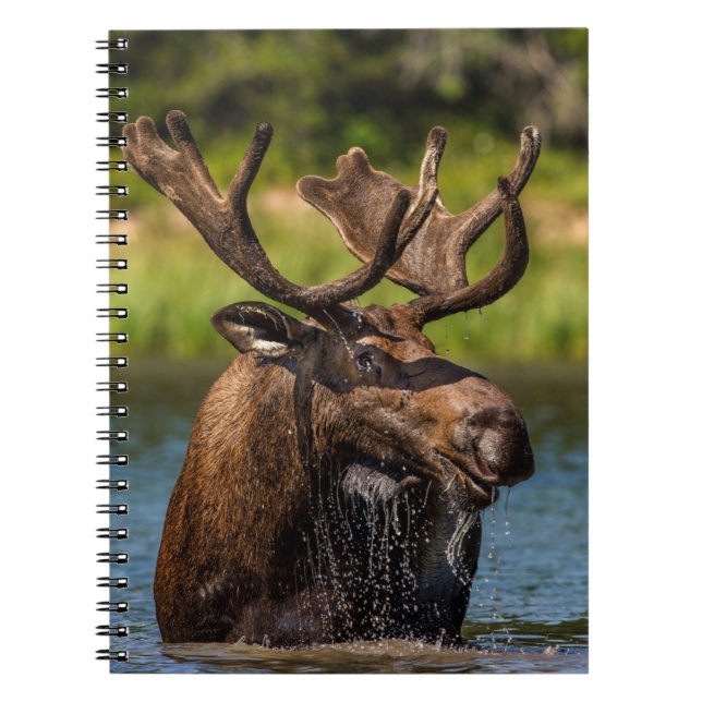 Bull Moose | Glacier National Park Montana Anteckningsbok (Framsidan)
