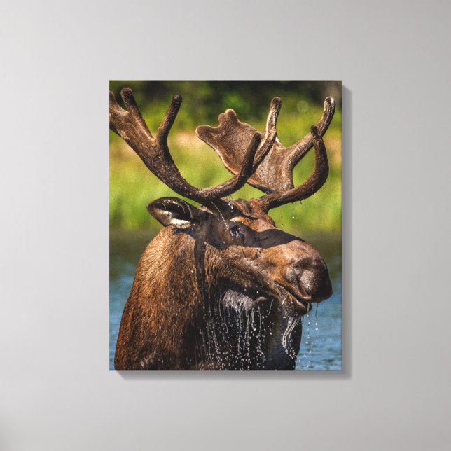 Bull Moose | Glacier National Park Montana Canvastryck (Framsida)