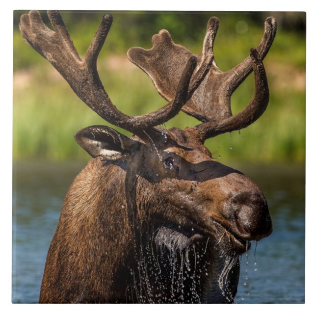 Bull Moose | Glacier National Park Montana Kakelplatta (Framsidan)