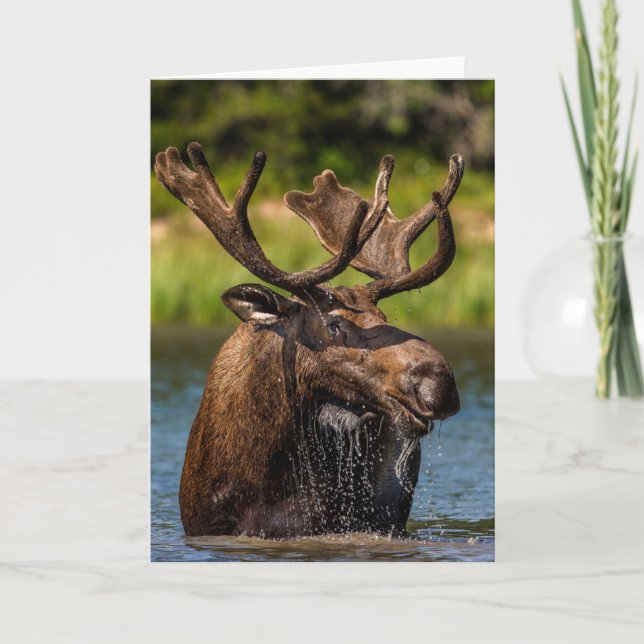 Bull Moose | Glacier National Park Montana Kort (Framsida)