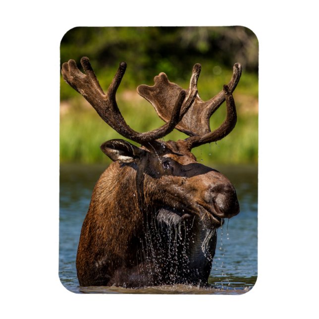 Bull Moose | Glacier National Park Montana Magnet (Vertikal)