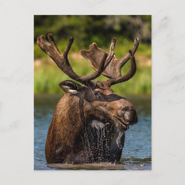 Bull Moose | Glacier National Park Montana Vykort (Framsida)