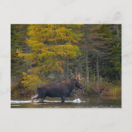 Bull Moose i Sjö Vykort