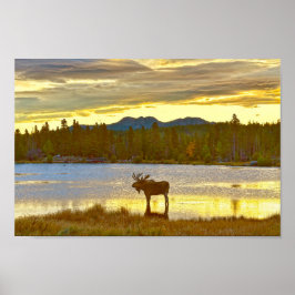 Bull Moose i Sprague Sjö, Colorado, Sunrise Poster